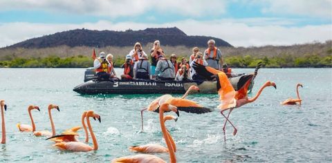 Snorkel With Playful Sea Lions, Swim On White-Sand Beaches And Go Hiking In The Galapagos With This Tour Company