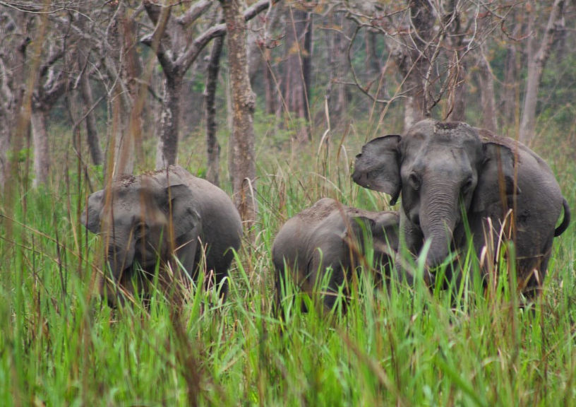 Manas National Park