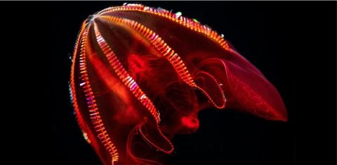 Never-Before-Seen Deep Sea Creatures Are Coming To This California Aquarium's New Exhibit 
