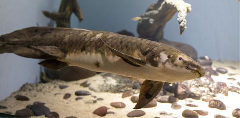Meet The World's Oldest Fish At This San Francisco Aquarium