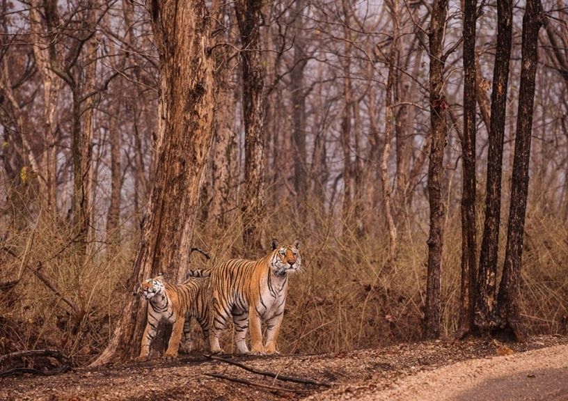 Pench National Park