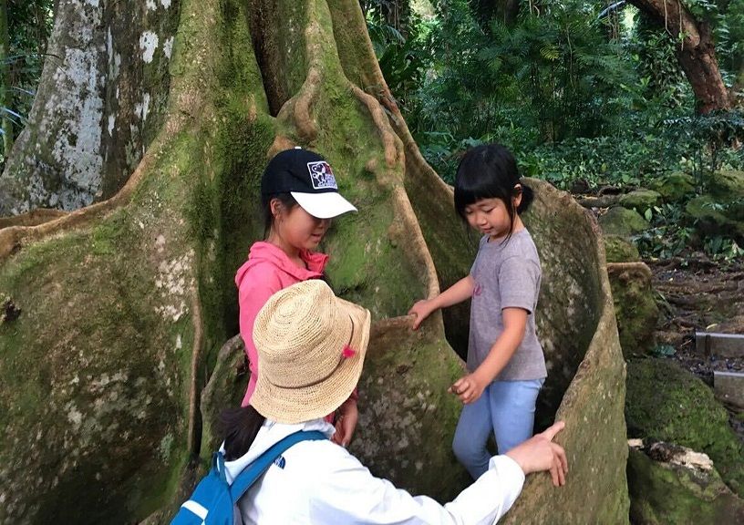 Aloha from Hawaii: The Kapok Tree.