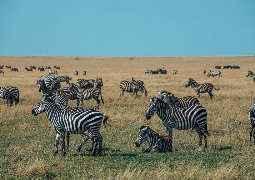 Luxury Safari