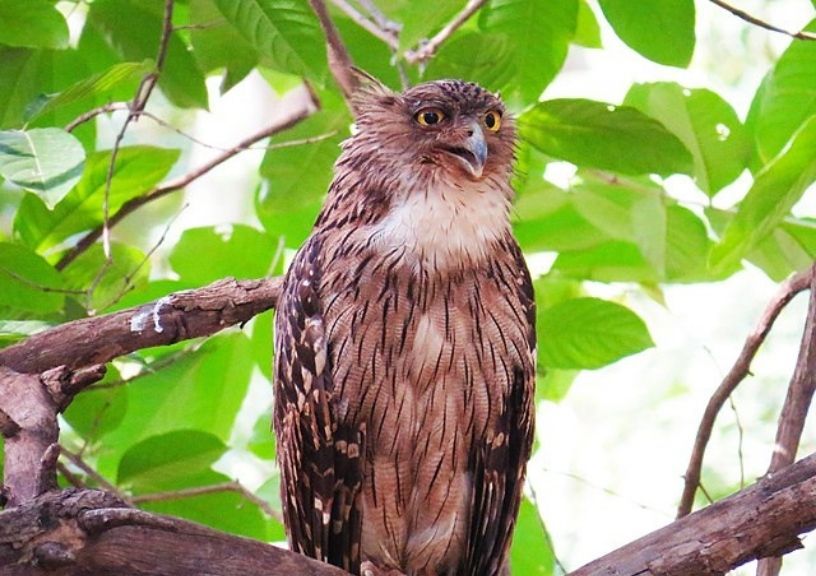Tadoba National Park