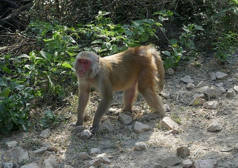 Keoladeo National Park