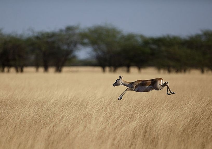 Velavadar National Park
