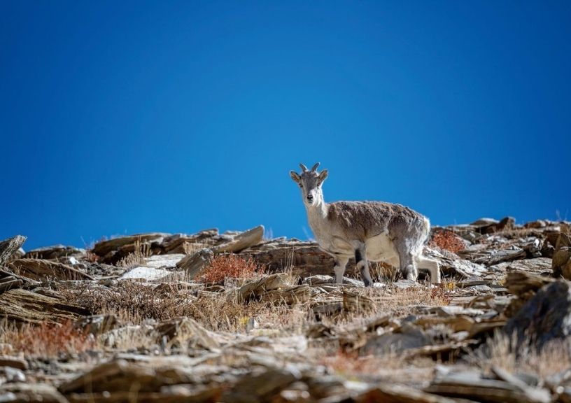 Latika Nath Captures The Essence Of Ladakh And Its Ethereal Beauty