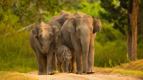 Your Ultimate Guide To South India's Must-Visit National Parks