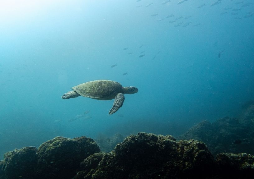 Sea turtles