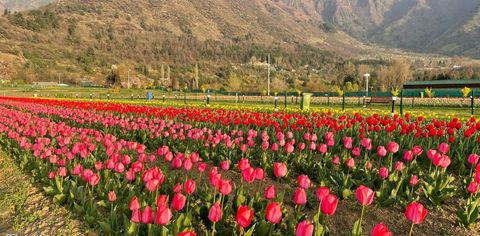 Asia’s Largest Tulip Garden Welcomes Visitors In Srinagar, Jammu and Kashmir