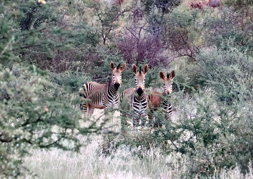 African Safari