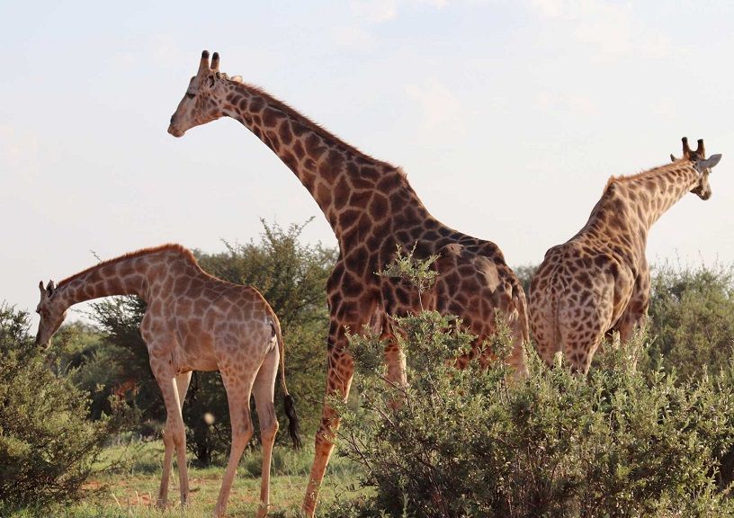 African Safari