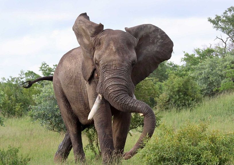 African Safari