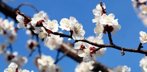 Ladakh To Welcome Tourists To Its Apricot Blossom Festival