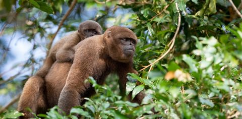 Ecuador Becomes The First Country To Grant Legal Rights To Wild Animals