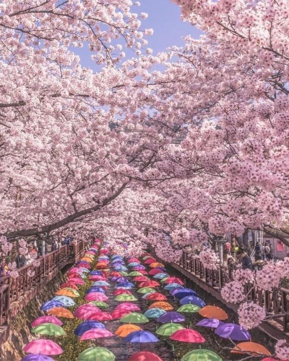 Dream World Sakura Umbrella