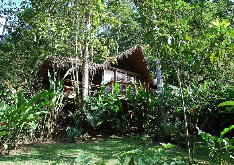 Jungle Hotels