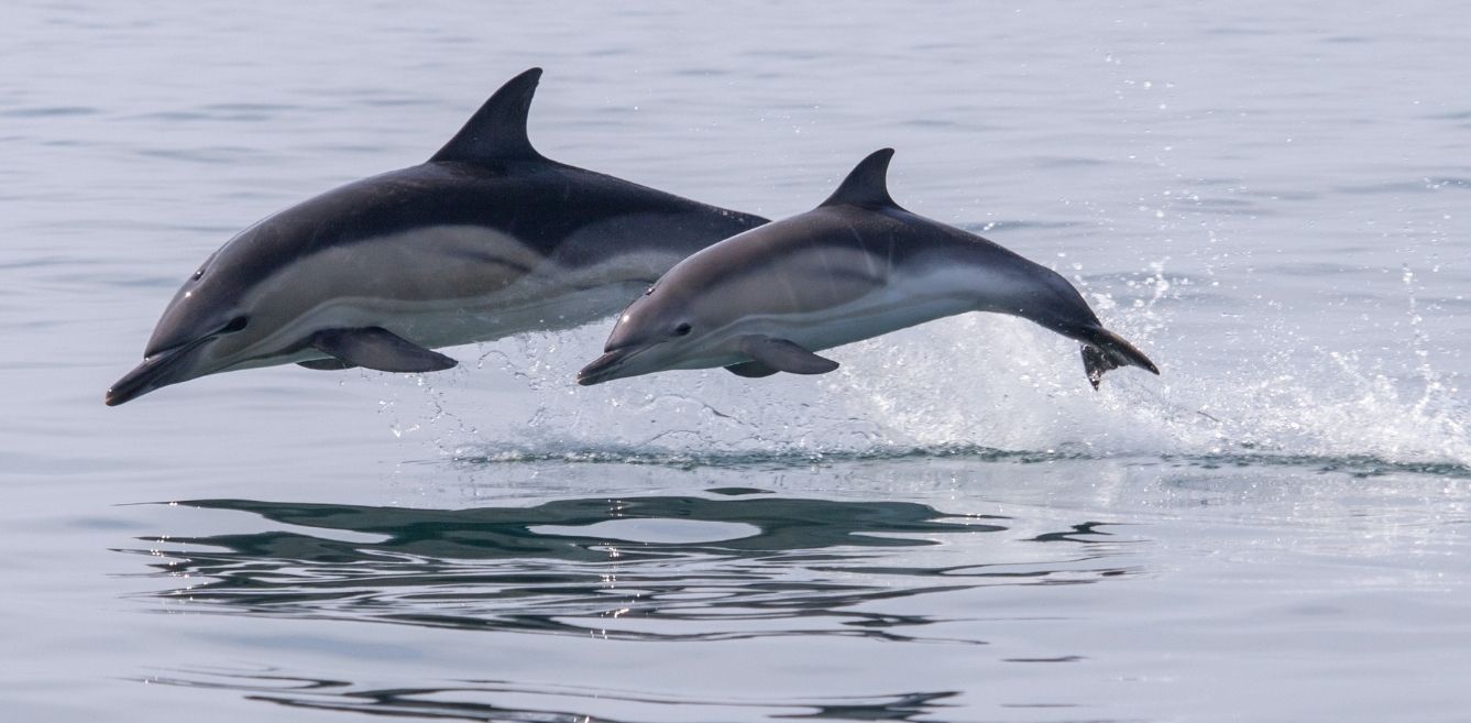 Spot Playful Dolphins In The Wild At These Places In India