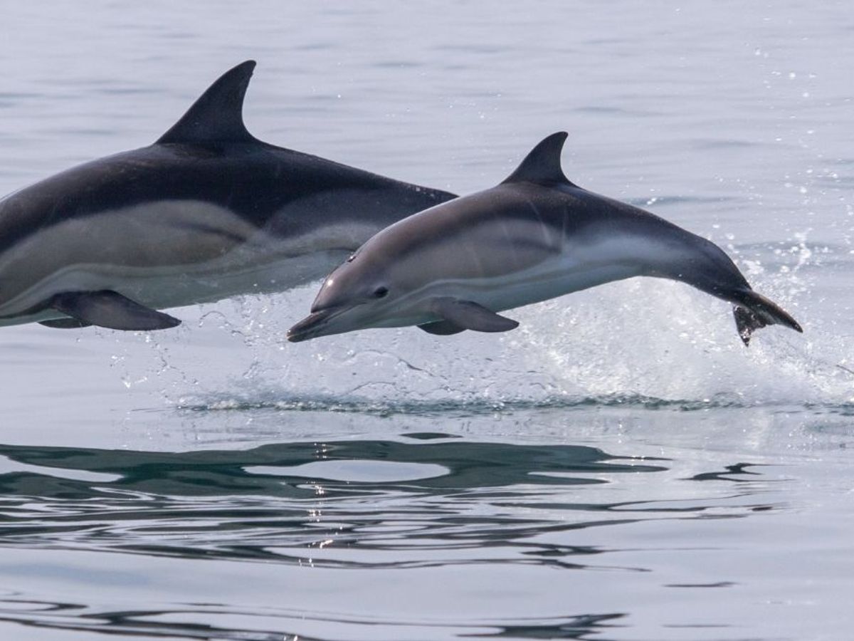 Spot Playful Dolphins In The Wild At These Places In India