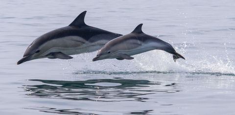 Spot Playful Dolphins In The Wild At These 10 Destinations In India