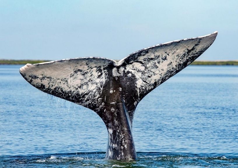 whale