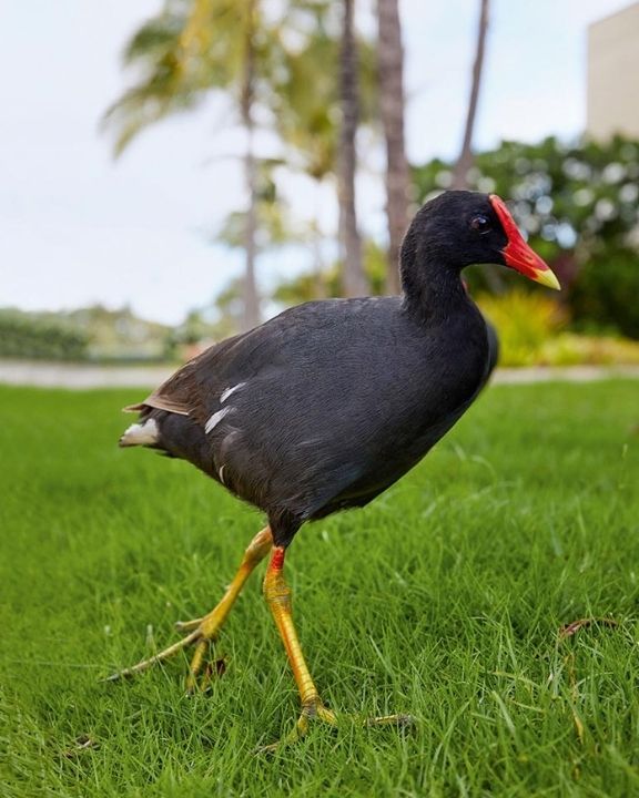 Hawaiian moorhen