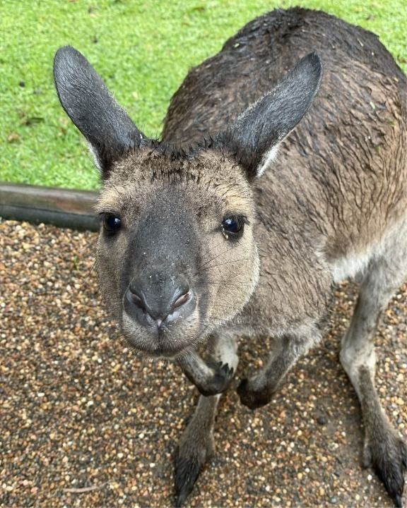 marsupial