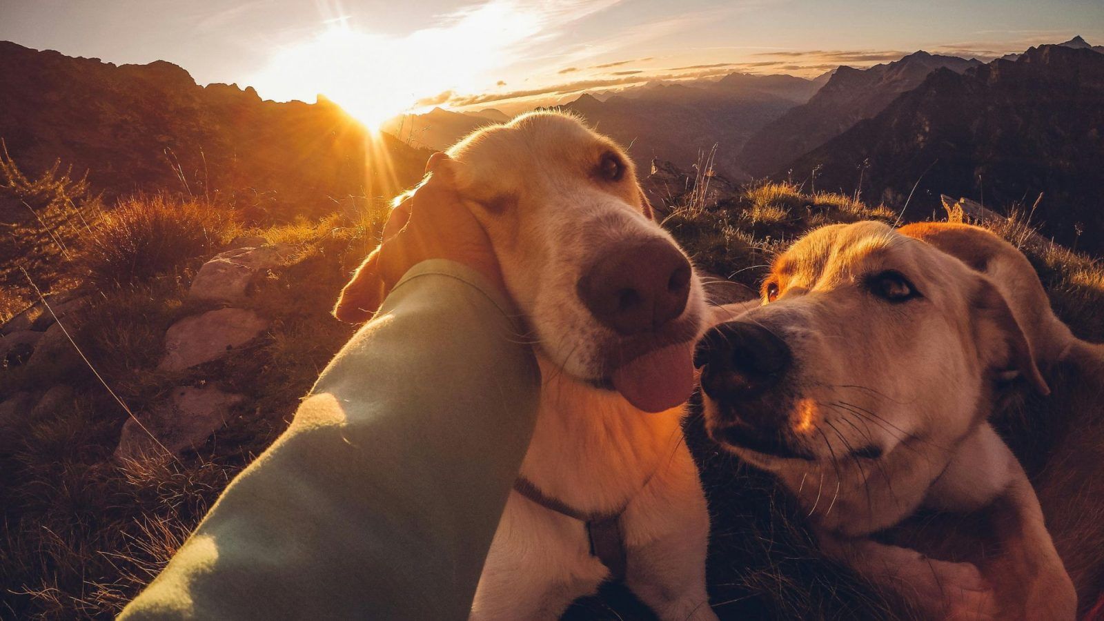 Explore India's Top Pet-Friendly Hotels For Some Tail-Wagging Fun