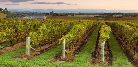 7 Places Locals Love In New Zealand, From Lakes And Vineyards To Incredible Islands