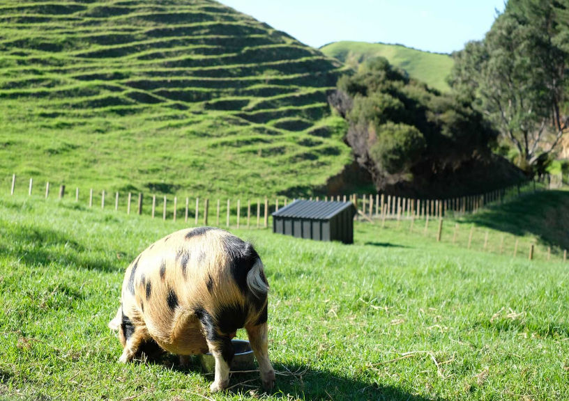 New Zealand