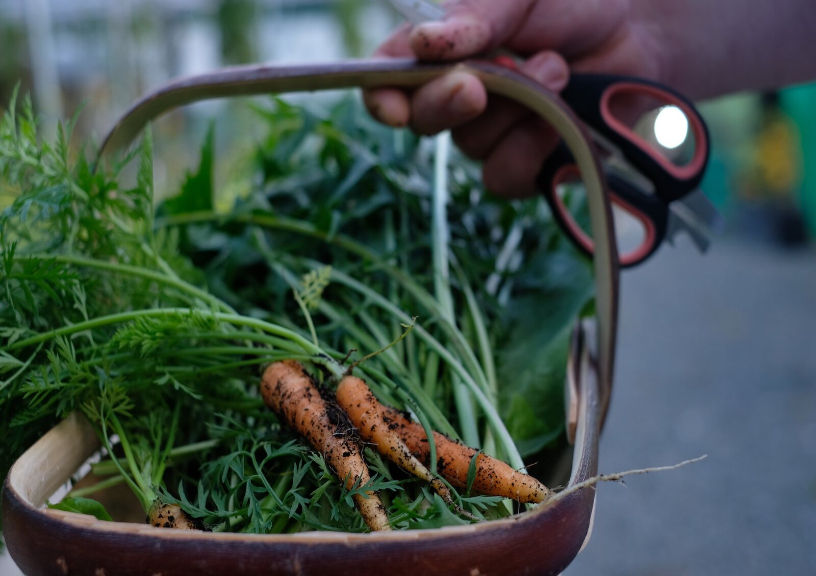 Carrots