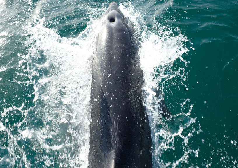 Dolphins