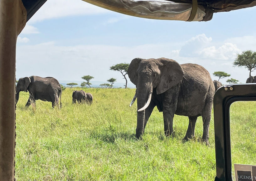 Wildlife