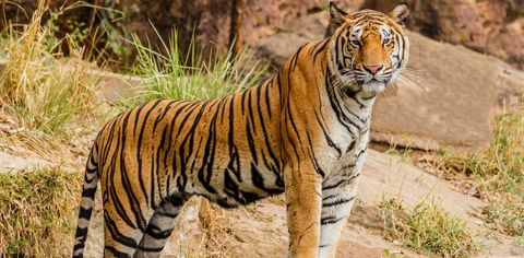 Rajasthan's Ramgarh Vishdhari Sanctuary Is India's 52nd Tiger Reserve