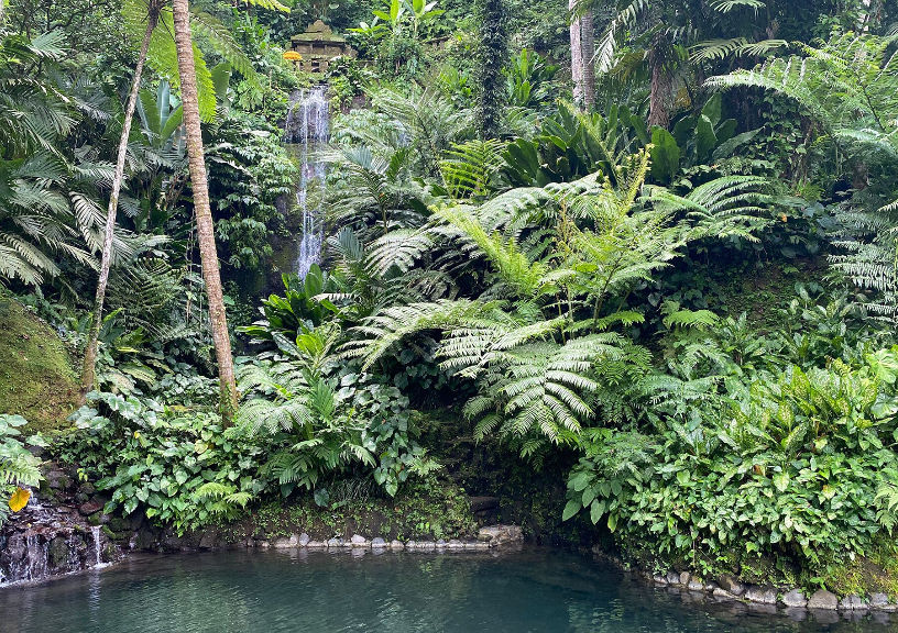 Bali Jungle