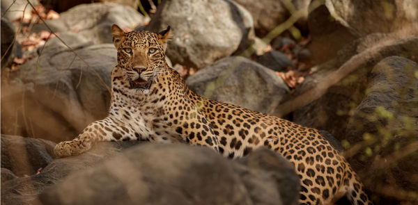 Amagarh Leopard Safari: Another Reason To Visit Jaipur