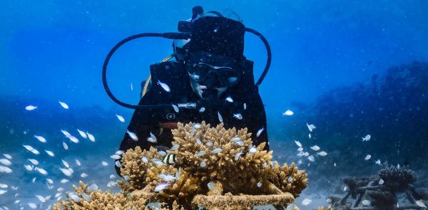 Here’s How You Can Adopt A Coral In The Maldives, Thanks To Reefscapers