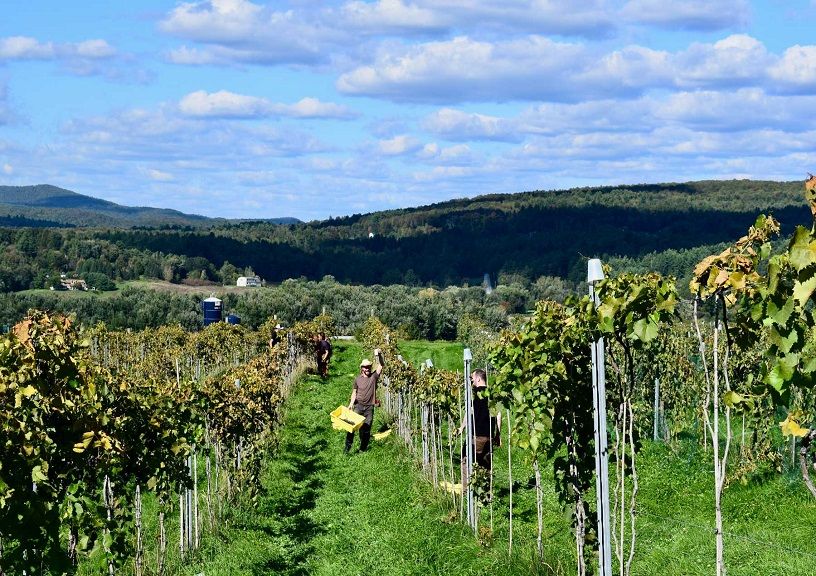 New England vineyards