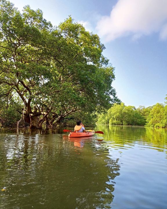 Mangrove Kayak Trail