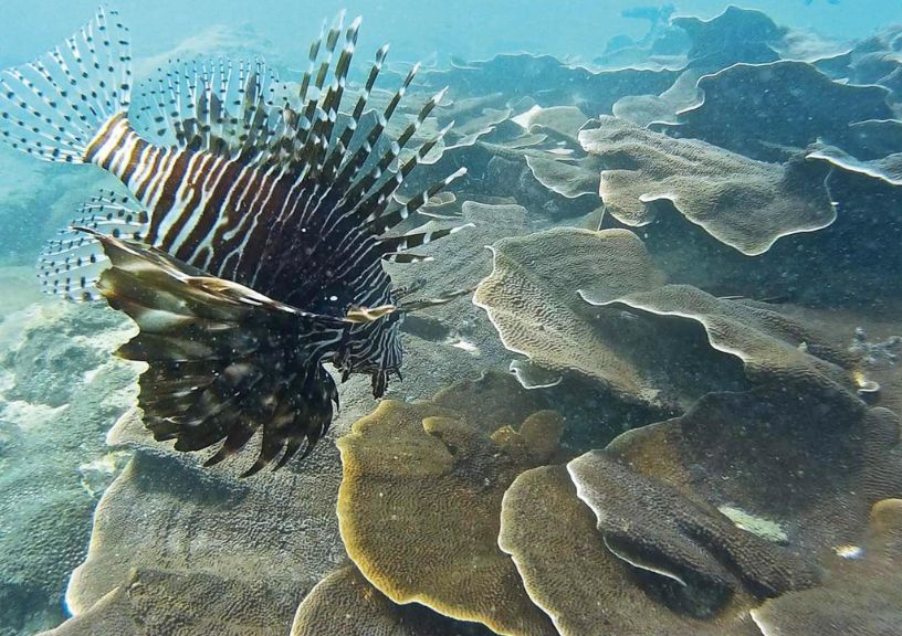 scuba diving