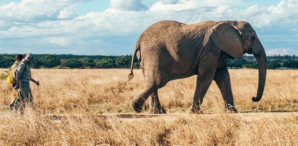 Go Beyond The Safari With These Wildlife-Focused Volunteer Trips In East And Southern Africa