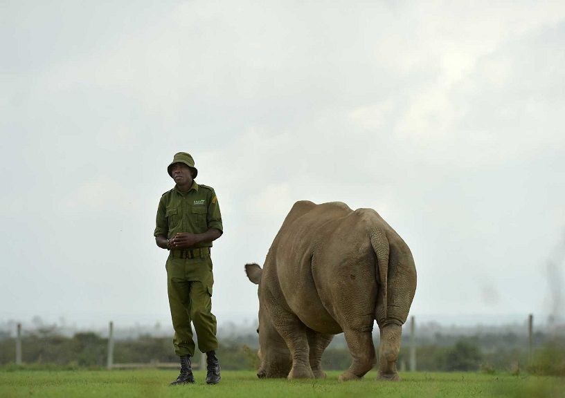 White Rhinos