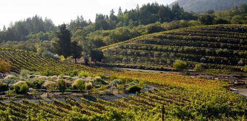 What To Know About Sustainable, Biodynamic, And Organic Wine — Just In Time For A Summer Tasting Trip