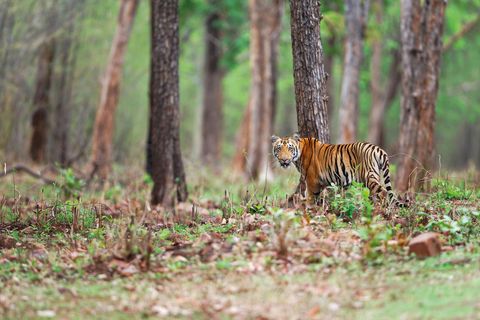 Get Lost In The Jungles Of Central India With Pugdundee Safaris—Where Two Sustainable Lodges Welcome The Wild
