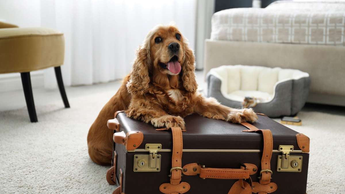 Luxury Unleashed: The Ultimate Pet Hotels For Your Four-Legged Buddy