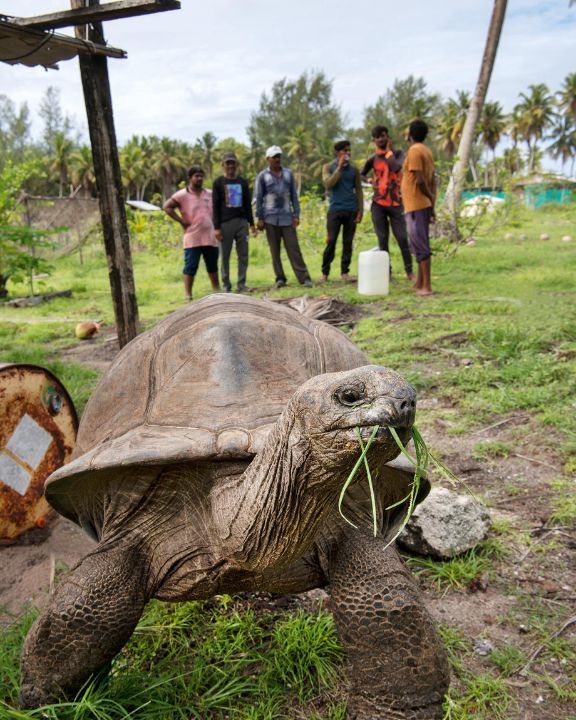Aldabra giant tortoises