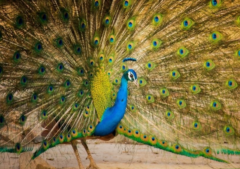 dancing peacock