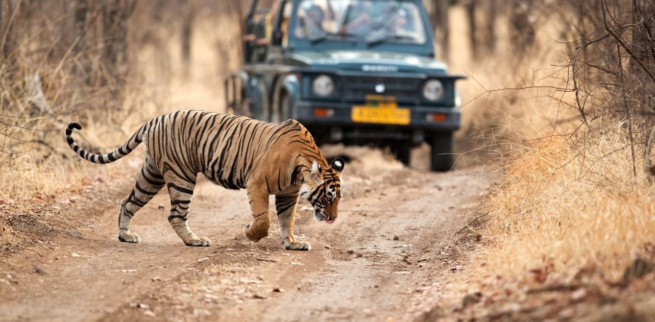 here-s-the-difference-between-national-park-and-wildlife-sanctuary