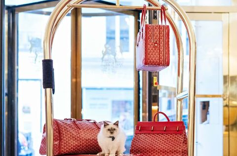 Luxury hotels around the world with adorable animals in residence