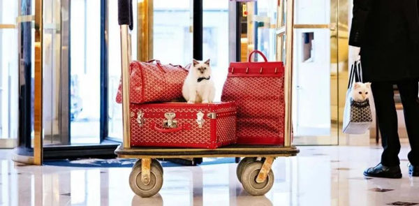 Luxury Hotels Around The World With Adorable Animals In Residence